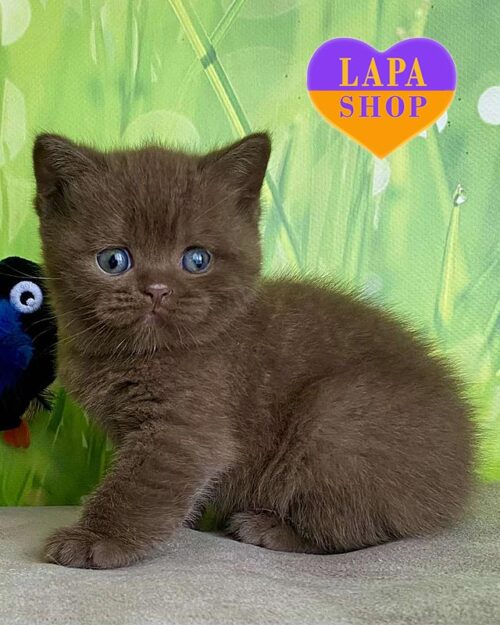 шоколадный британец