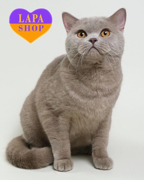 ліловий британець