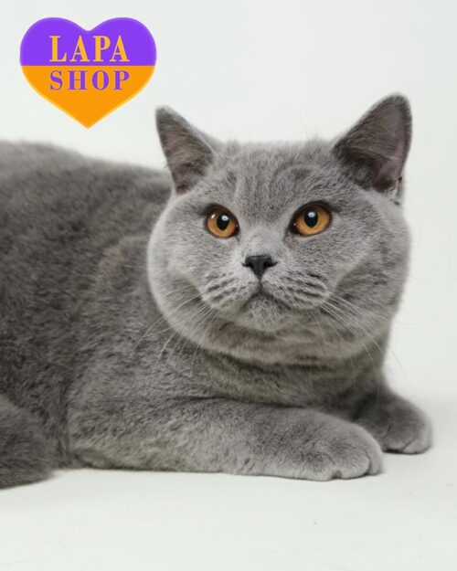 блакитний британець