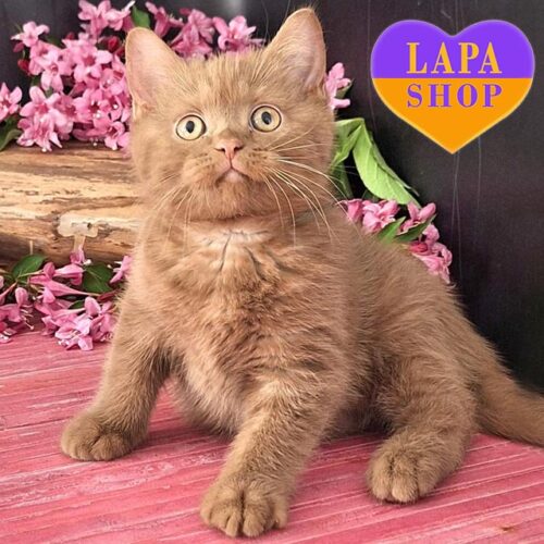 Чарівне британське кошеня розкішного забарвлення цинамон Patrik