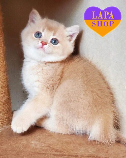 Милый британский котенок нежного окраса Pion