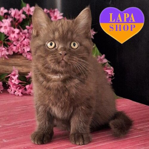 Prado is a British Handsome Kitten in a Chocolate Fur Coat