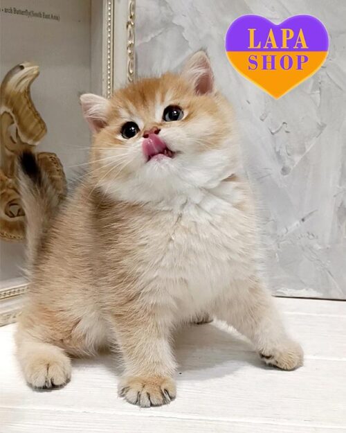 Charming British Kitten in a Golden Fur Coat Quest