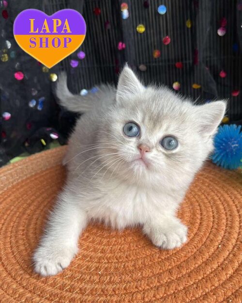 блакитно-золотий британець