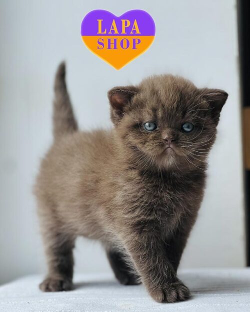 Британская красавица в элегантном шоколадном окрасе Tamila