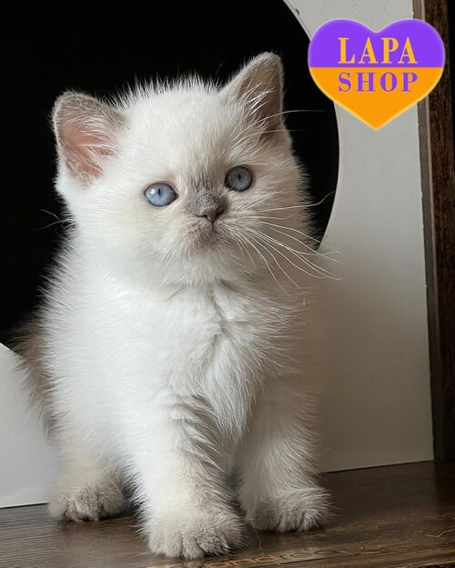 голубо-поинтовая британка