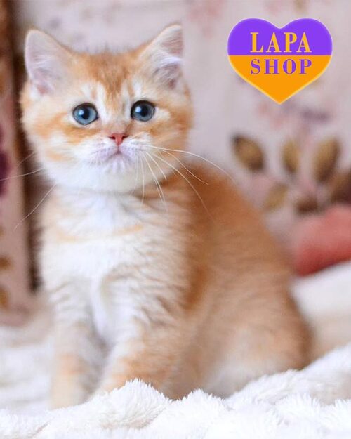 chocolate golden British <br>