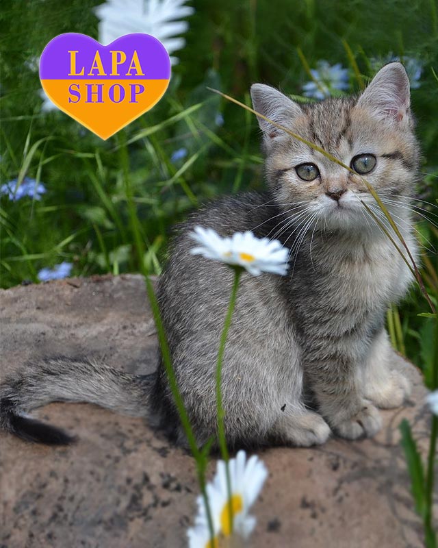 британская пятнистая кошка