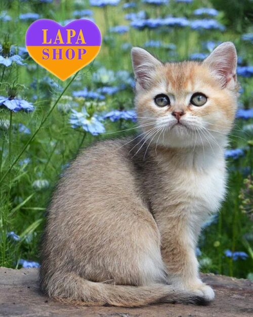 шотландский