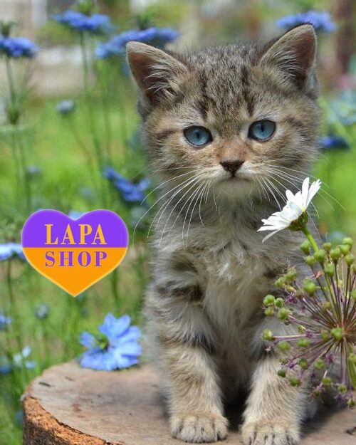 голубоглазый британец