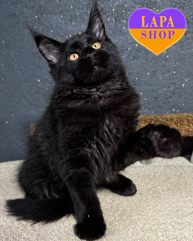 чорний мейн-кун