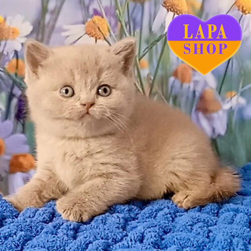 Хорошая британская короткошерстная кошка