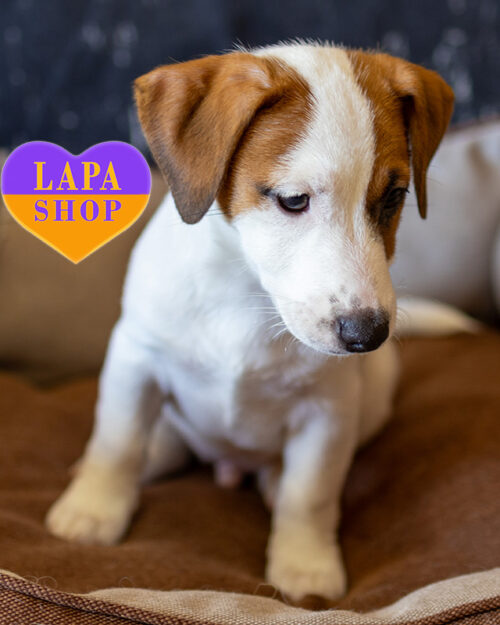 red and white Jack Russell Terrier