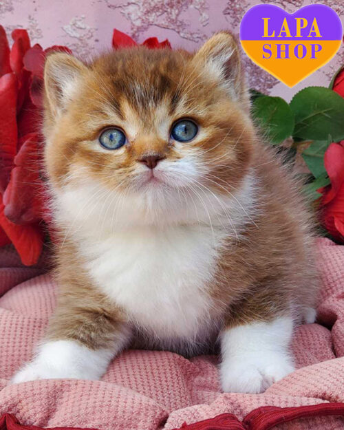 chocolate-colored British Shorthair