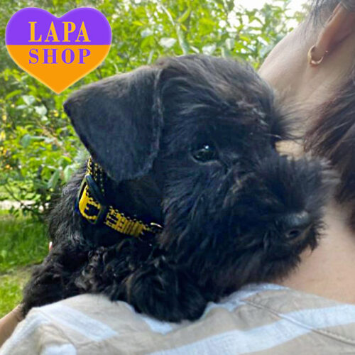 Черная леди породы цвергшнауцера Butterfly черного окраса