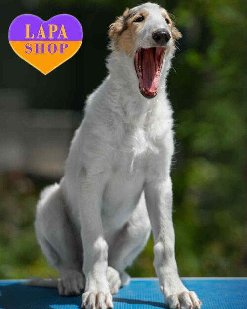 російський псовий хорт біло-соболиного забарвлення