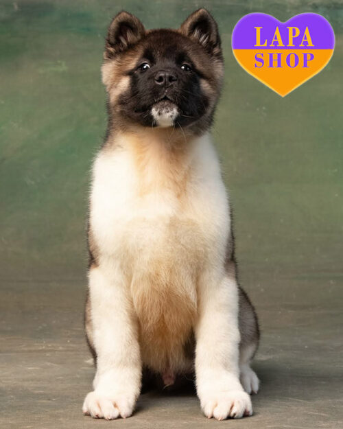 американская акита рыже-белого окраса