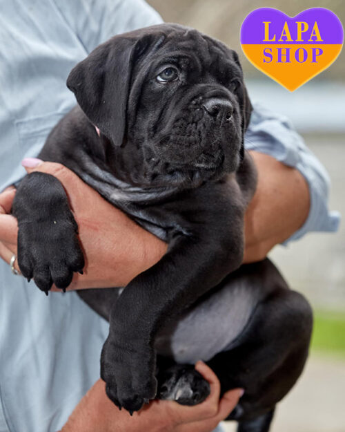 чорний кане корсо