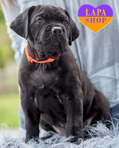 чорний кане корсо