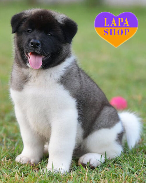 американська акіта сіро-білого забарвлення