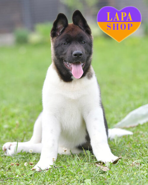 сіро-біла американська акіта