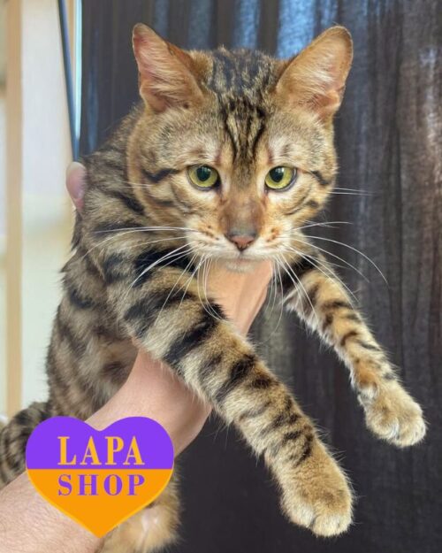 Graceful Toyger "Mini-Leopard" Enzo — For Breeding