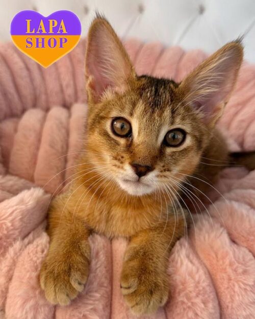 кошеня чаузі F2