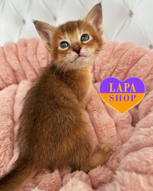 кошка чаузи F2