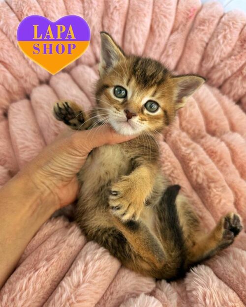 кошка чаузи F2