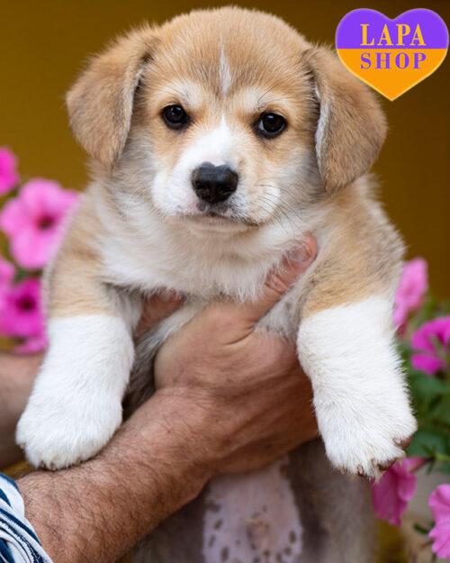 вельш коргі пемброк рудо-білого забарвлення