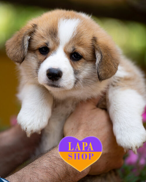 вельш коргі пемброк рудо-білого забарвлення