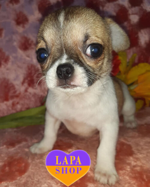 рудо-білий джек-рассел-тер'єр