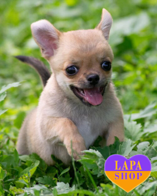 палевий чихуахуа