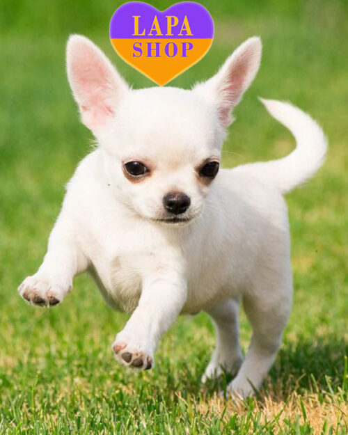 кремовий чихуахуа