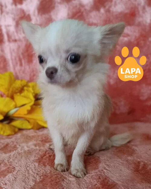 кремовий чихуахуа