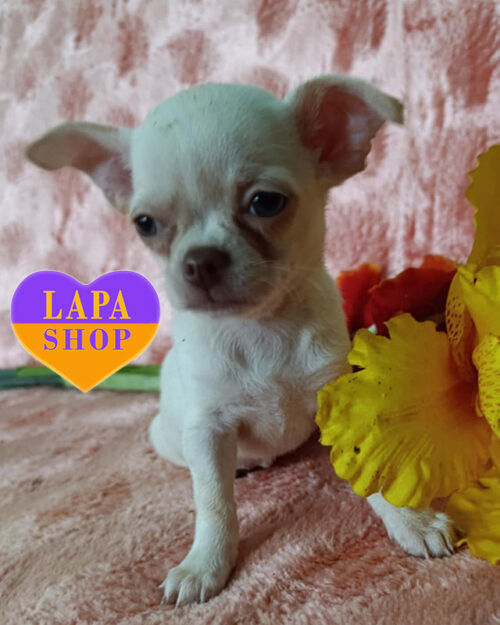 чихуахуа кремового забарвлення