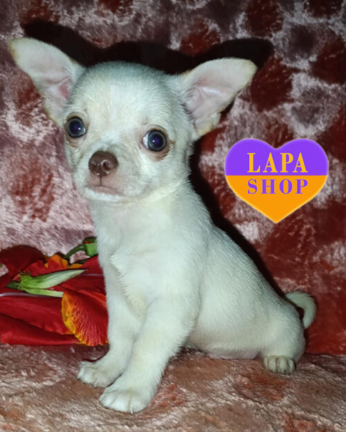 чихуахуа кремового забарвлення