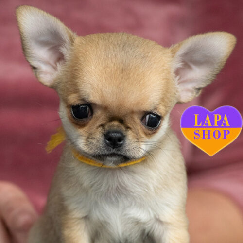 True Beauty — Stunning Chihuahua Boy Is Ready to Win Your Heart