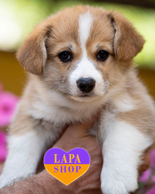 вельш коргі пемброк рудо-білого забарвлення