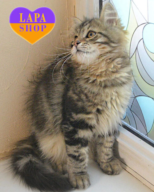 Siberian black marble color