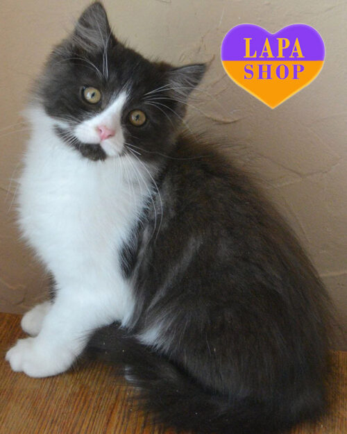 Siberian black marble color