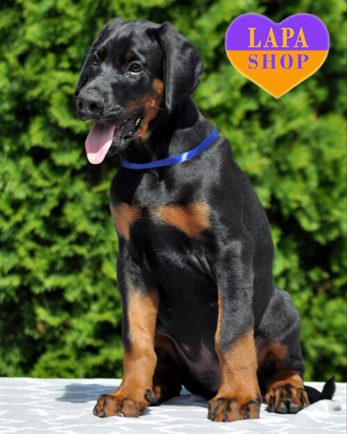 доберман чорно підпалого забарвлення