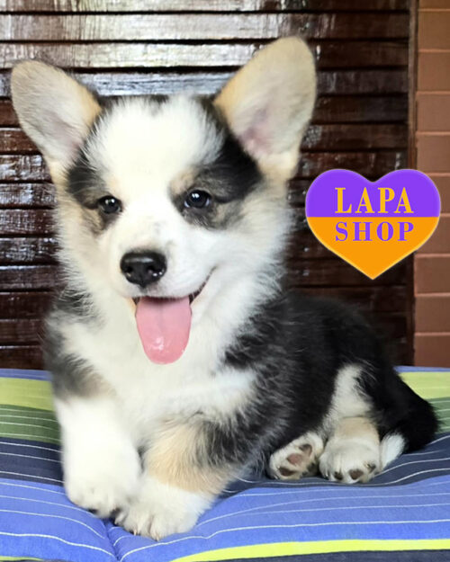 вельш коргі пемброк триколорного забарвлення