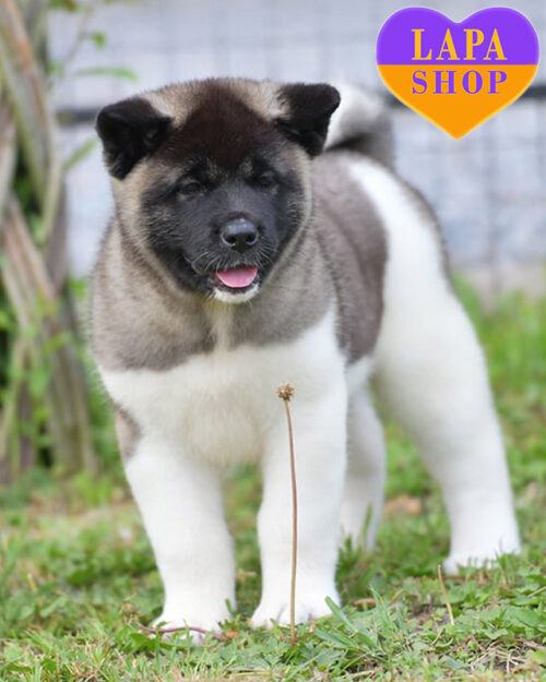 сіро-біла американська акіта