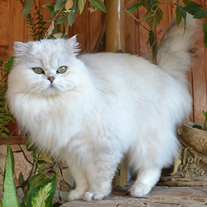 Valentino — голубоглазый британский длинношерстный котик dad 12