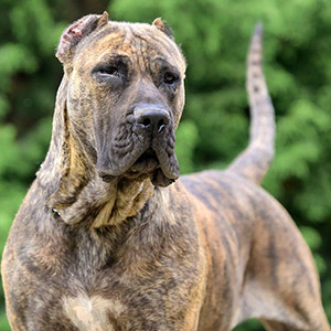 Aladdin — чарівний хлопчик породи канарський дог тигрового забарвлення dad