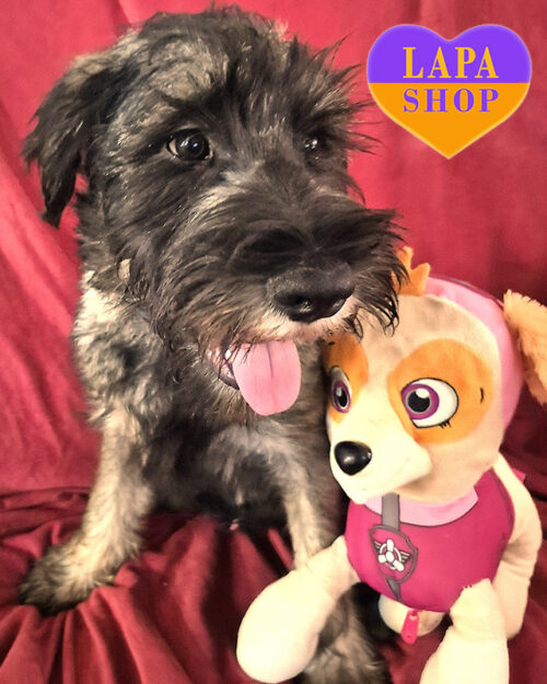 Dalija — Charming Miniature Schnauzer Girl