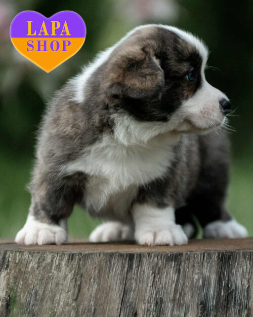 вельш-коргі кардіган триколорного забарвлення