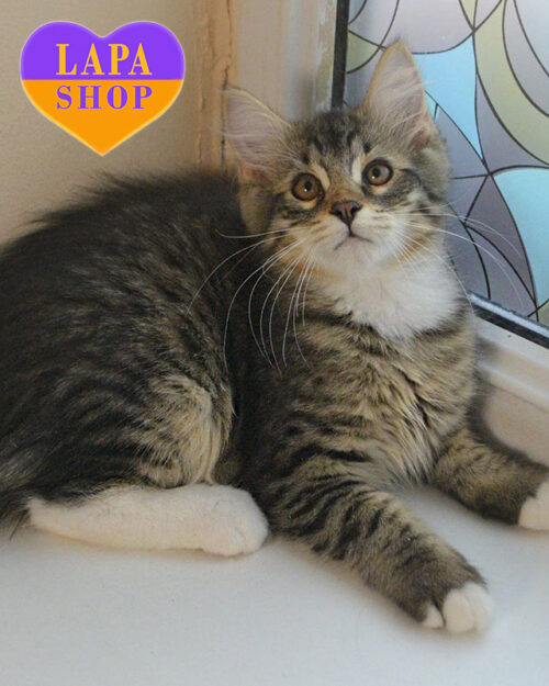 сибирская черного пятнистого окраса