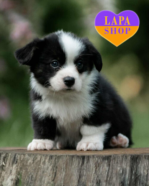 триколорний вельш-коргі кардіган